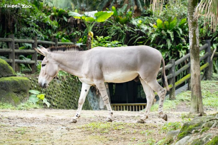 馬年限定萌明星登場！一起認識臺北動物園的「沙漠小勇士」非洲野驢